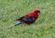 Rosella