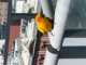 Conure