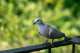 Dove